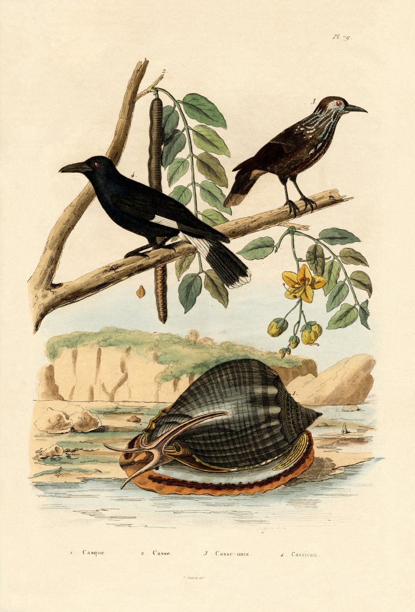Caracol, 1833-39 de French School