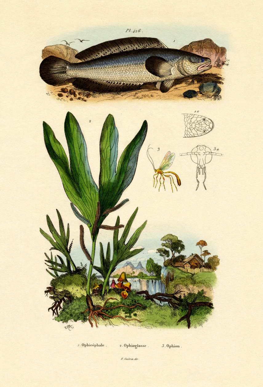 Snakehead, 1833-39 de French School