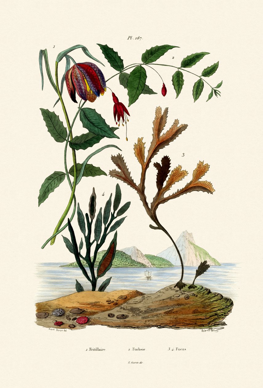 Fritillary da cabeça das serpentes, 1833-39 de French School