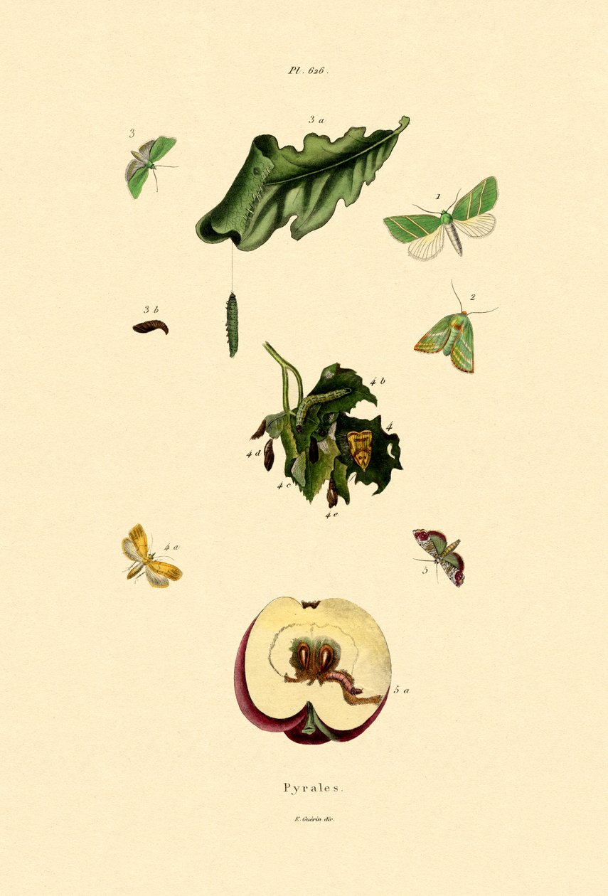 Traças de focinho, 1833-39 de French School
