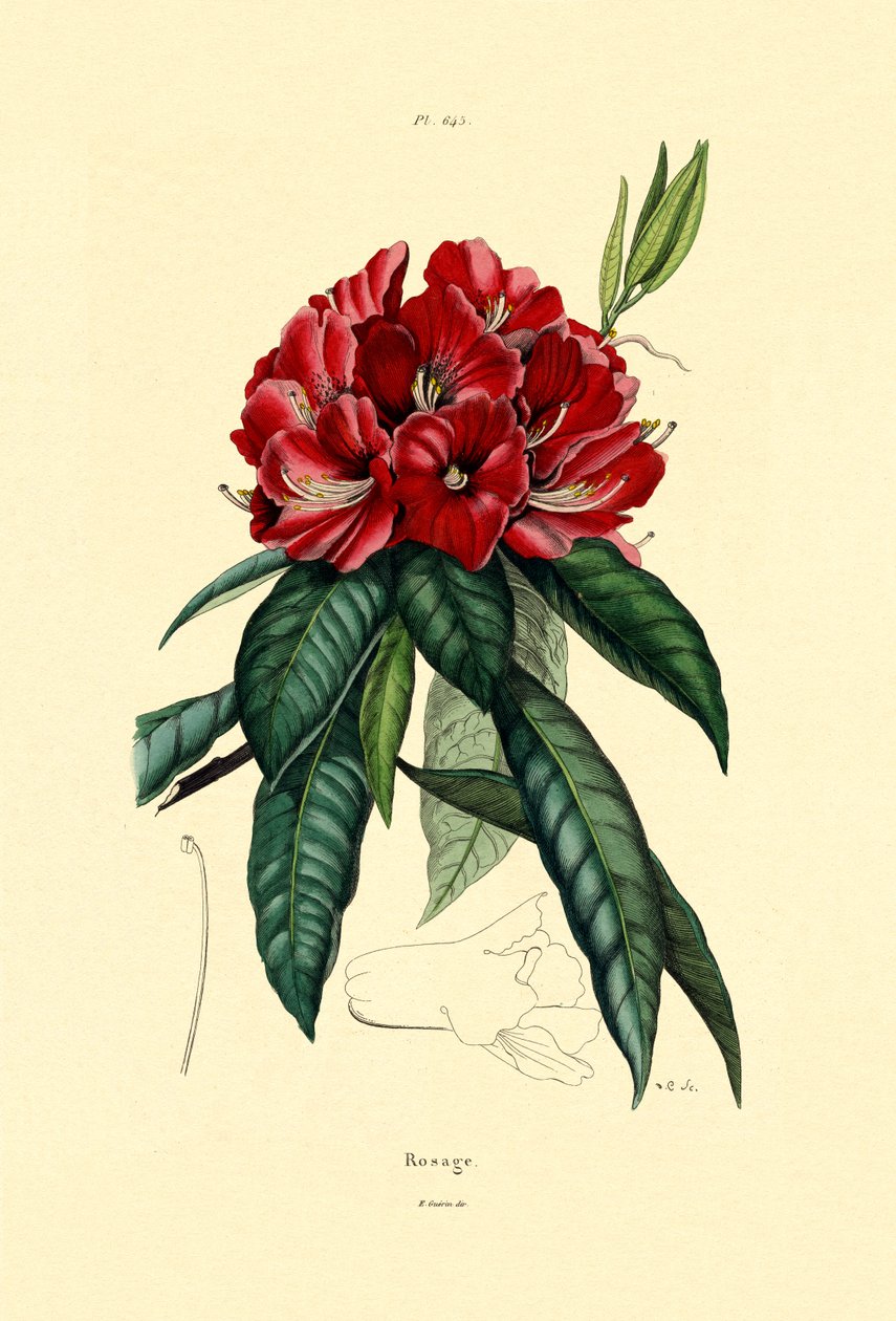 Neve Rosa, 1833-39 de French School