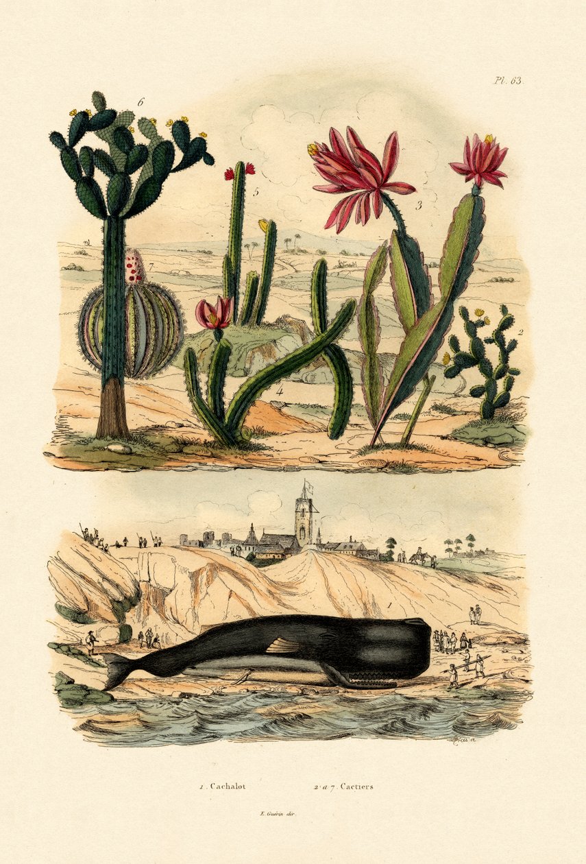 Baleia de esperma, 1833-39 de French School