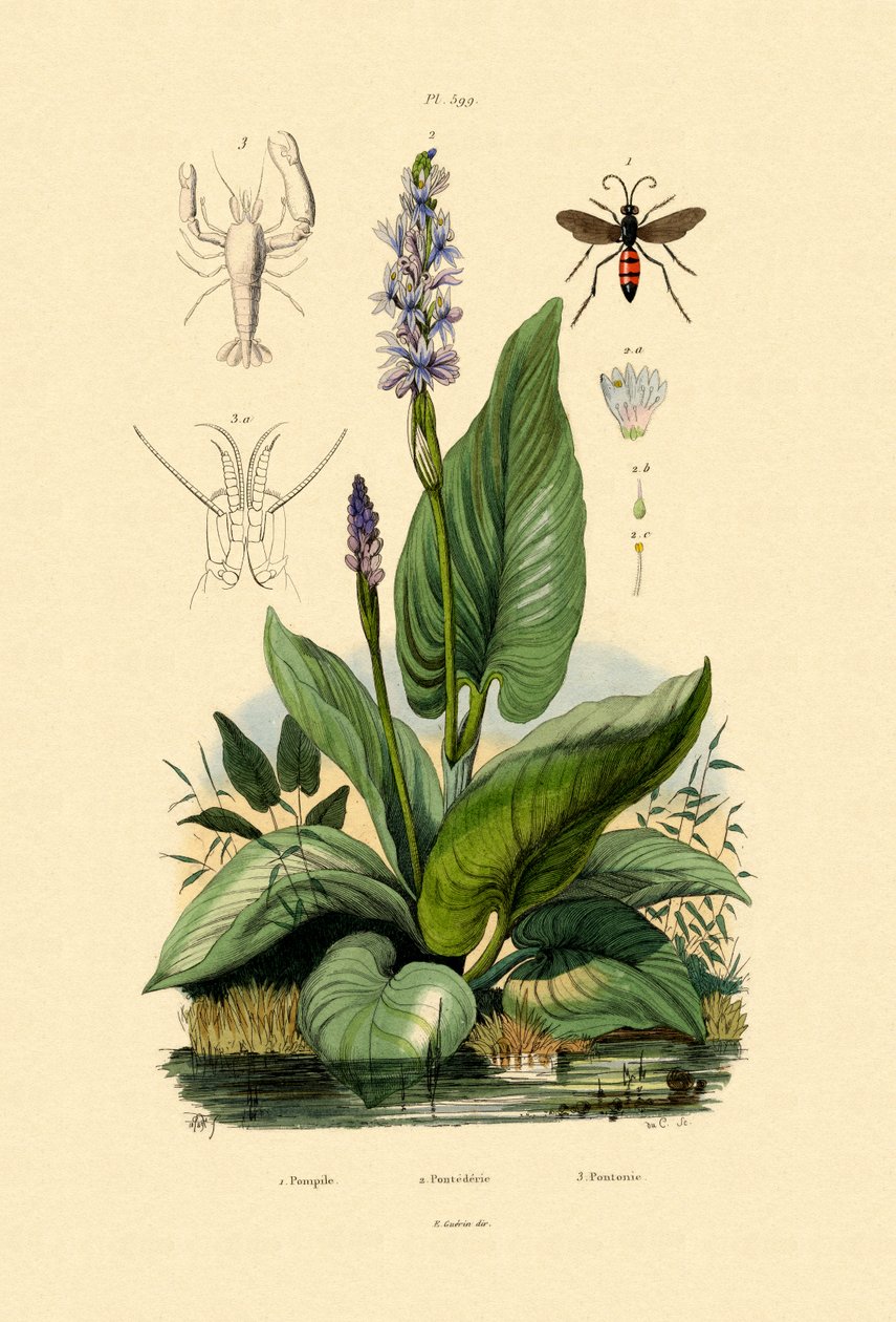 Vespa da aranha, 1833-39 de French School