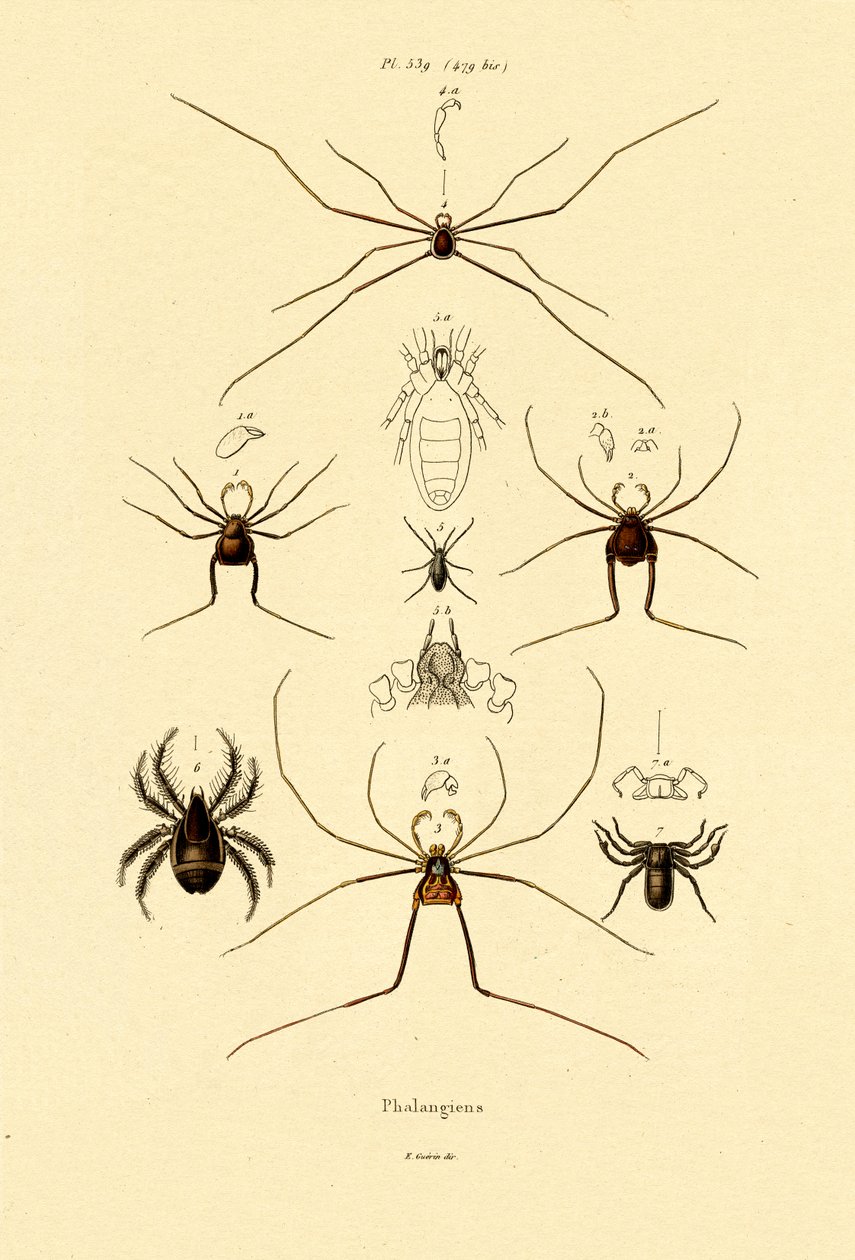 Aranhas, 1833-39 de French School