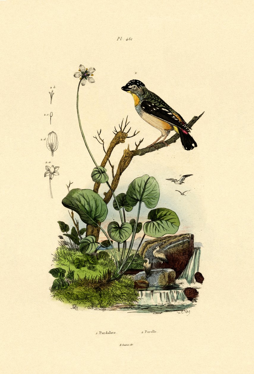 Pardalote manchado, 1833-39 de French School