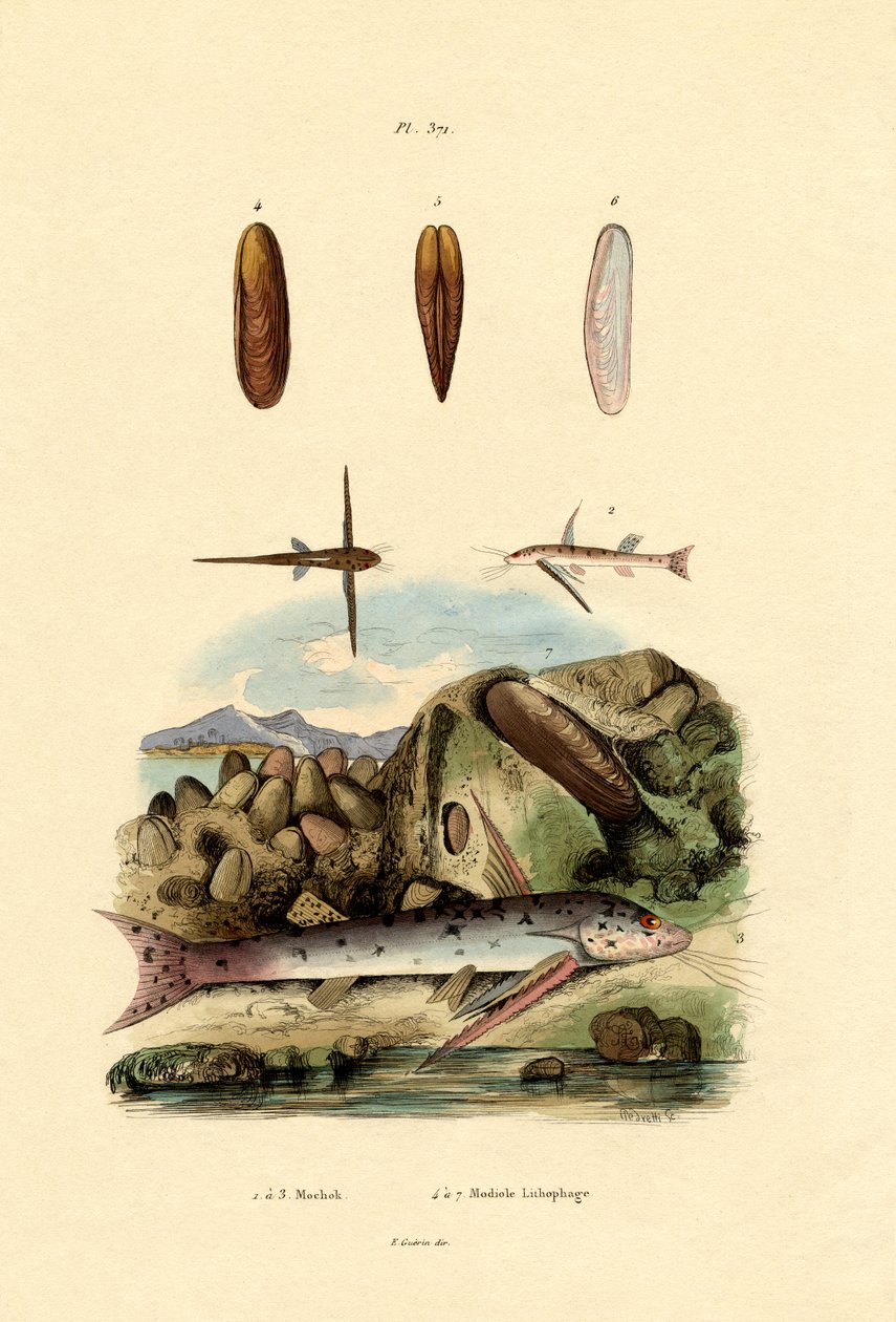 Squeaker, 1833-39 de French School