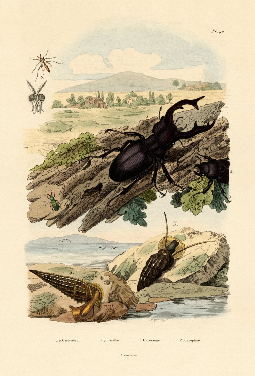 Besouro de veado, 1833-39 de French School