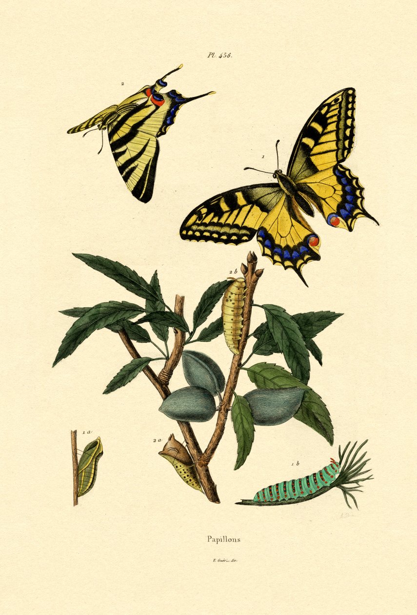 Rabo de andorinha, 1833-39 de French School