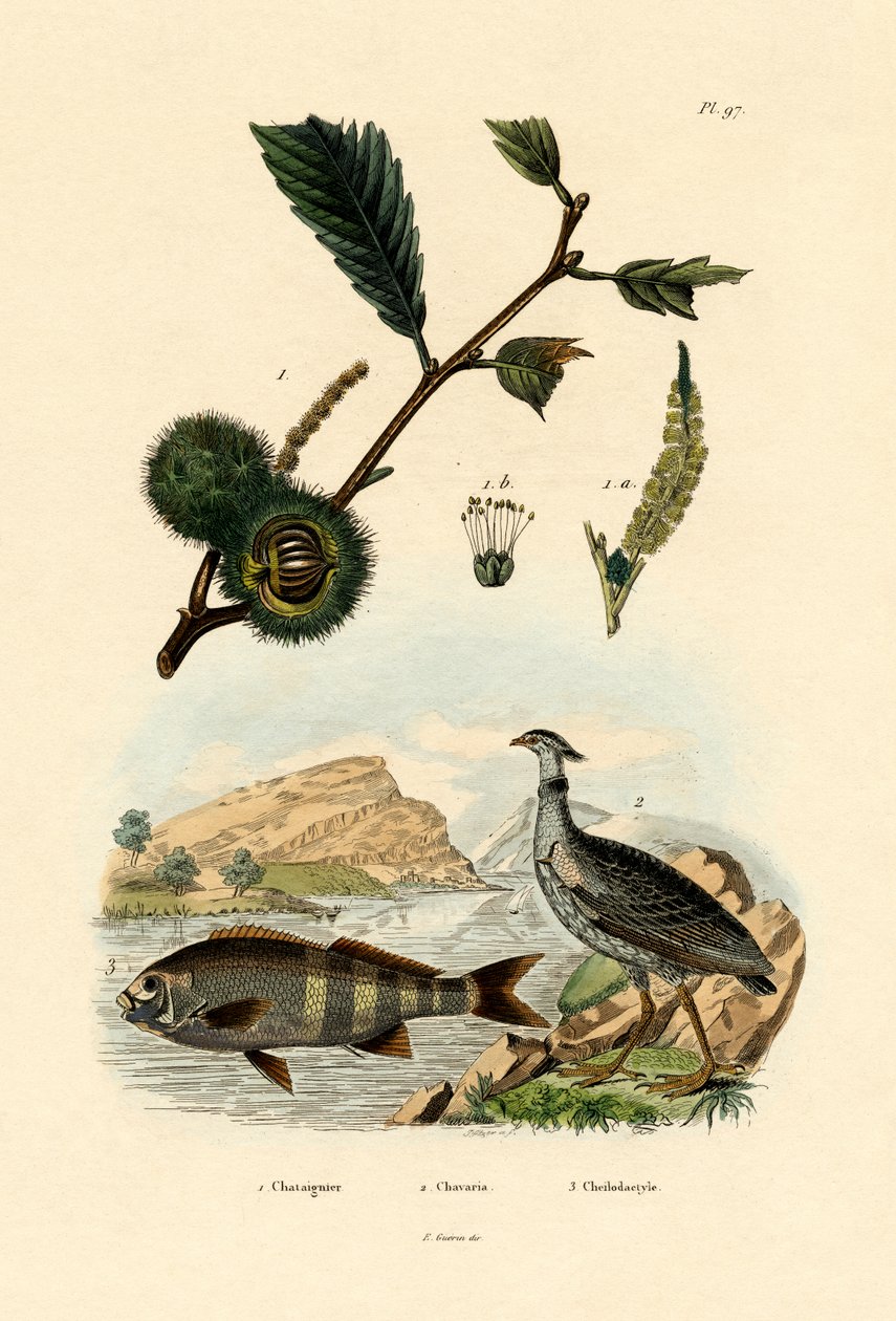 Castanha Doce, 1833-39 de French School