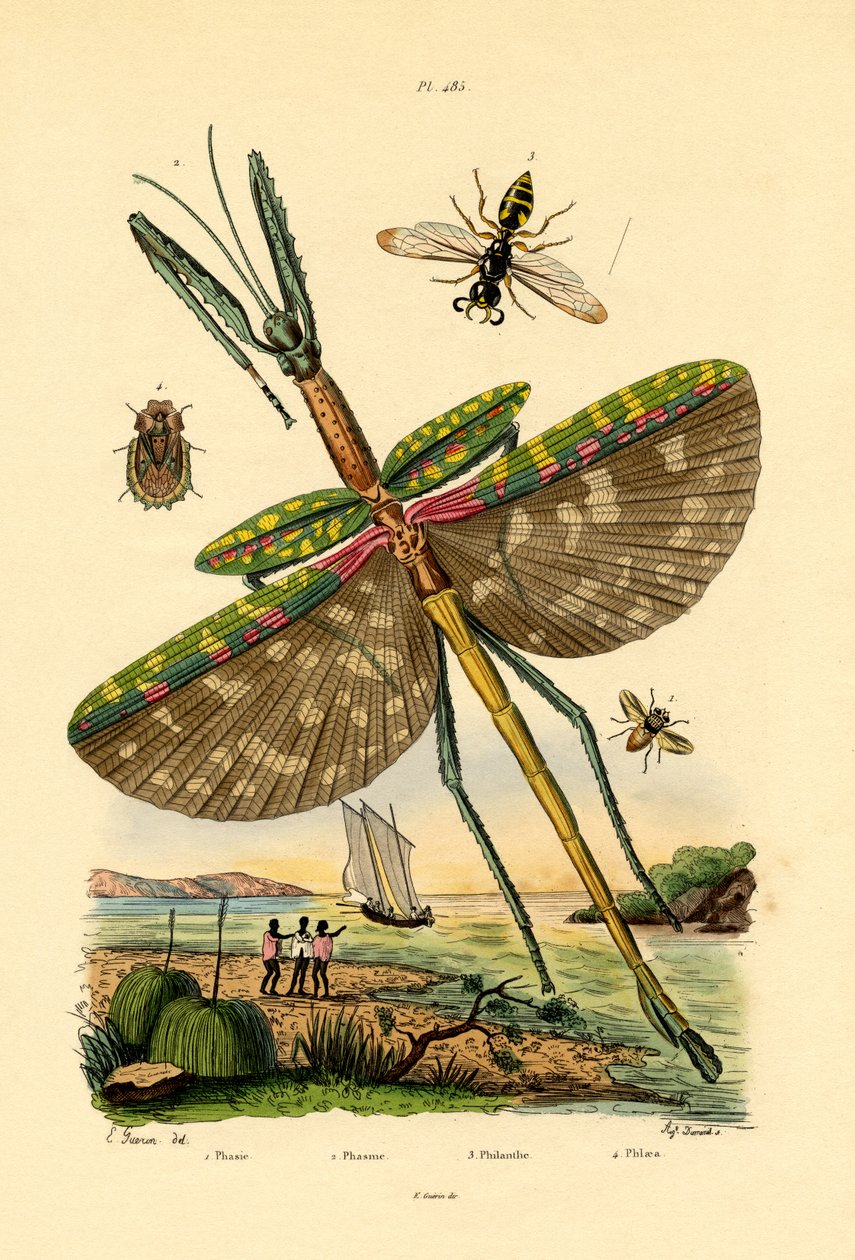 Mosca de Tachinid, 1833-39 de French School