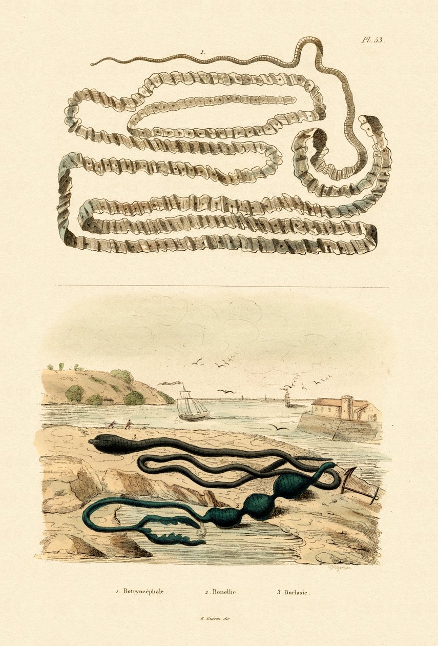 Tênia, 1833-39 de French School