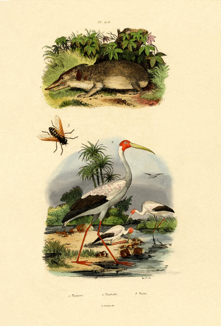 Tenrec, 1833-39 de French School