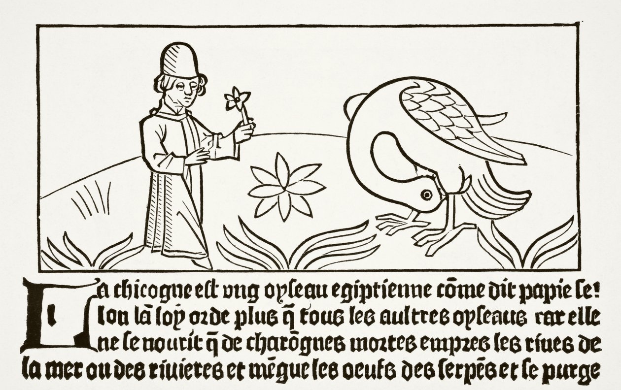 A cegonha, seu próprio médico, como testemunha Papias, de "Ciência e Literatura na Idade Média", de Paul Lacroix (1806-84), publicou Londres em 1878 de French School