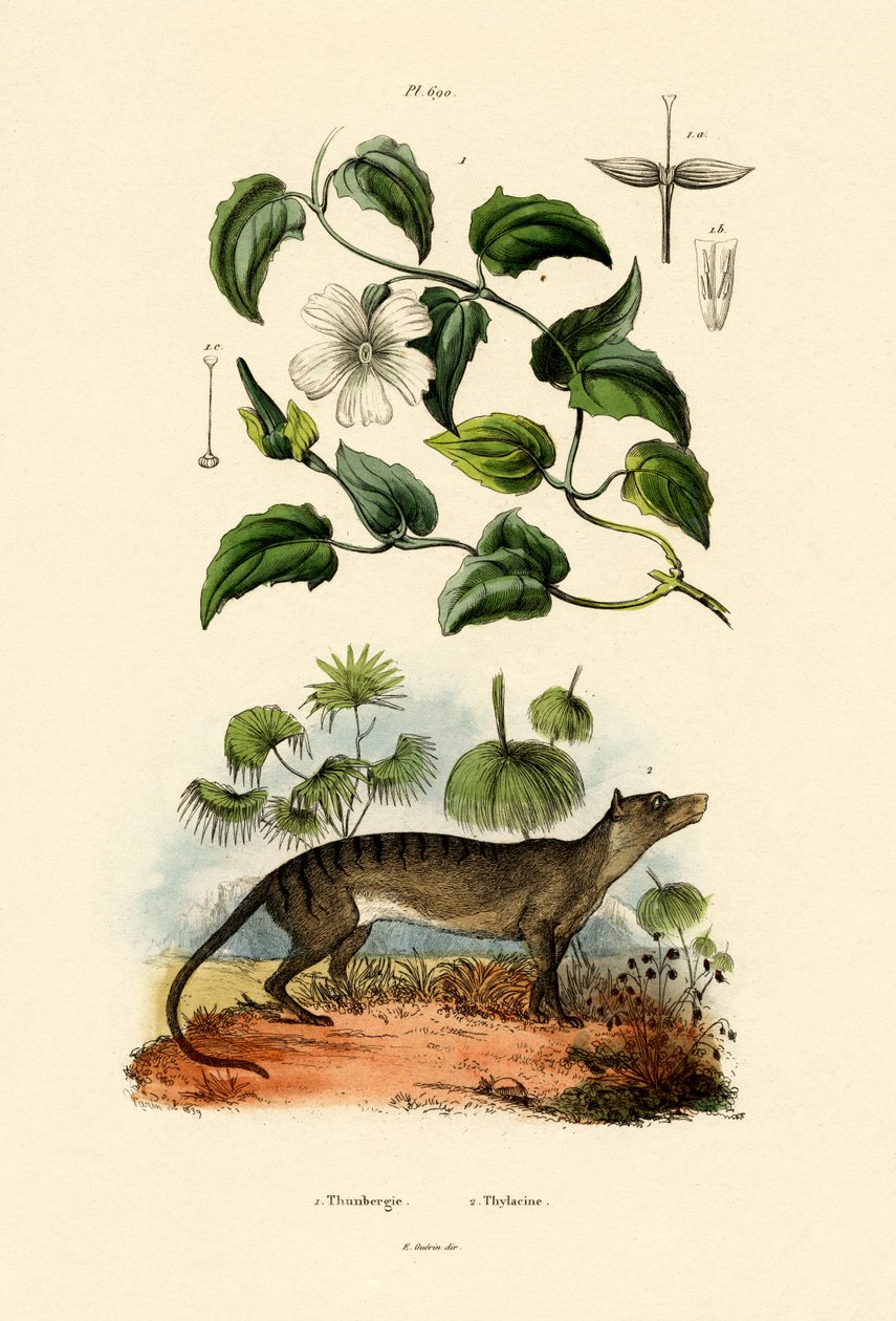 Thunbergia, 1833-39 de French School