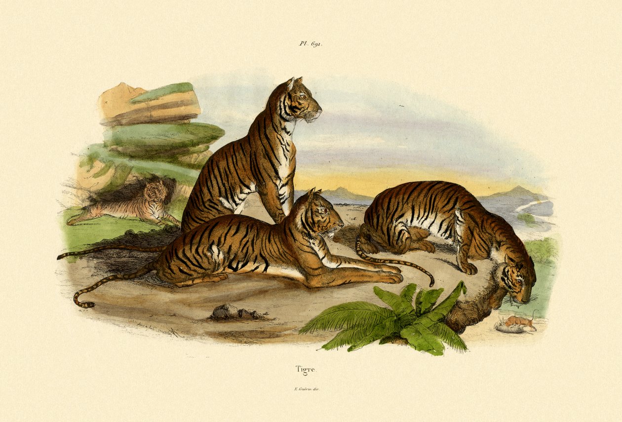 Tigres, 1833-39 de French School