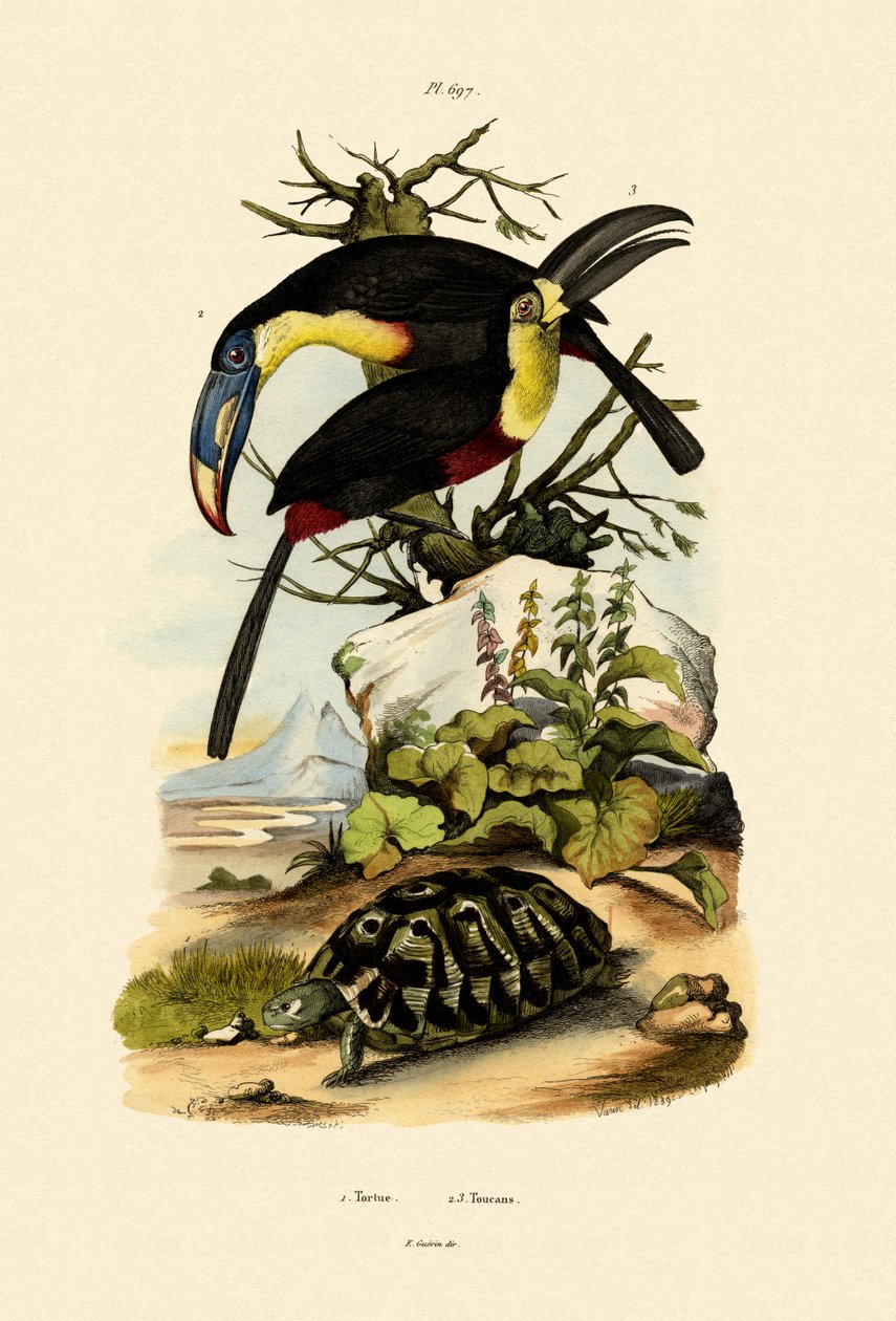 Tucanos, 1833-39 de French School