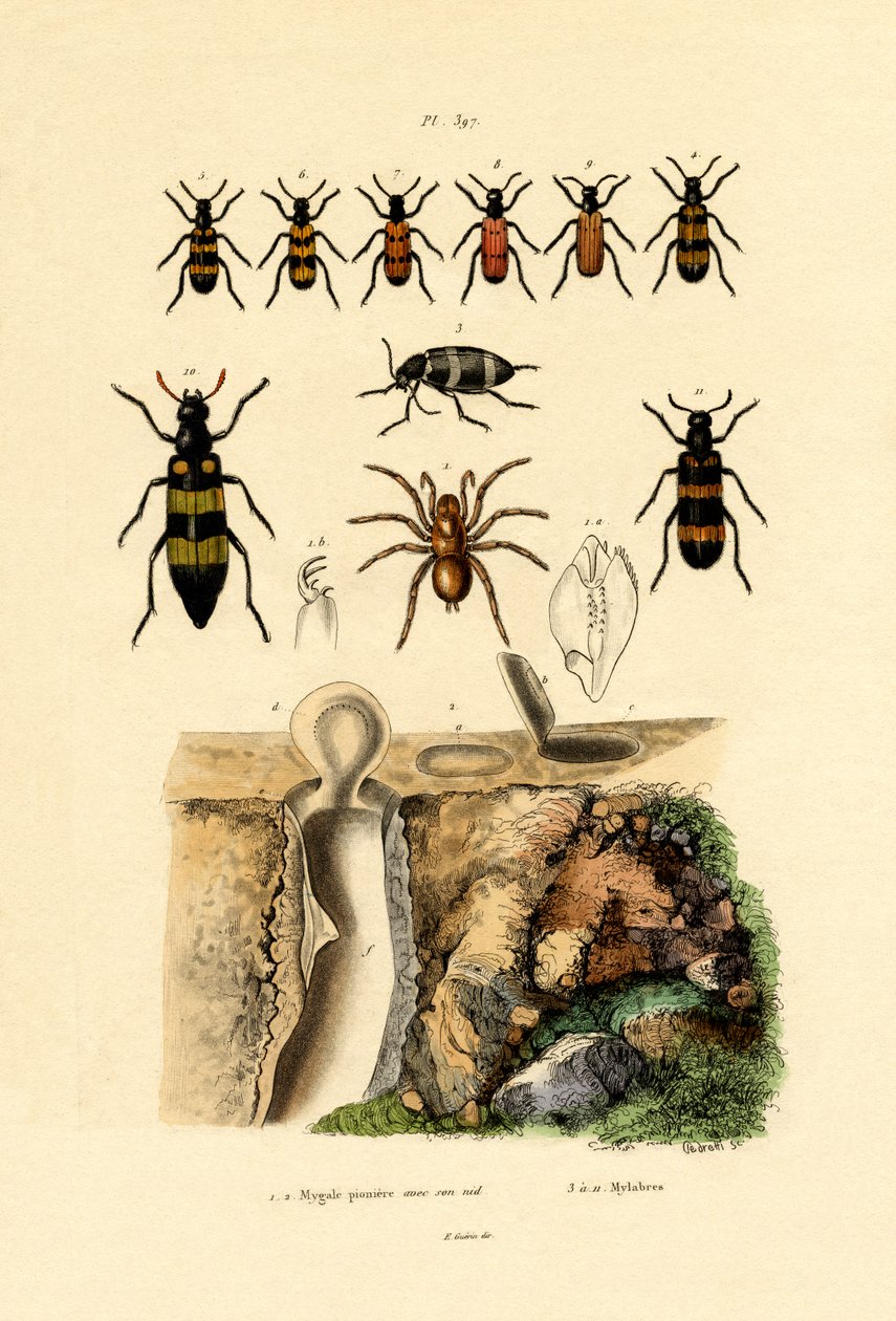 Aranha Trapdoor, 1833-39 de French School