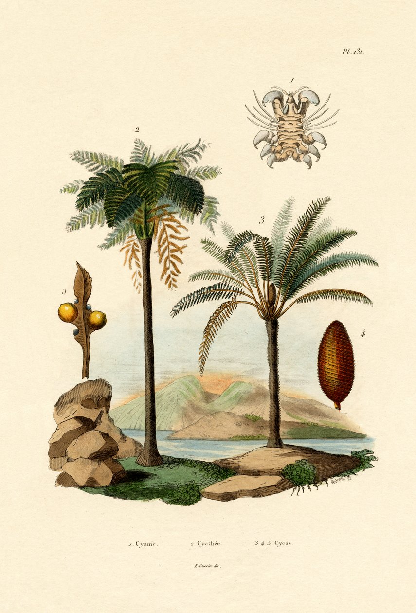 Samambaia, 1833-39 de French School