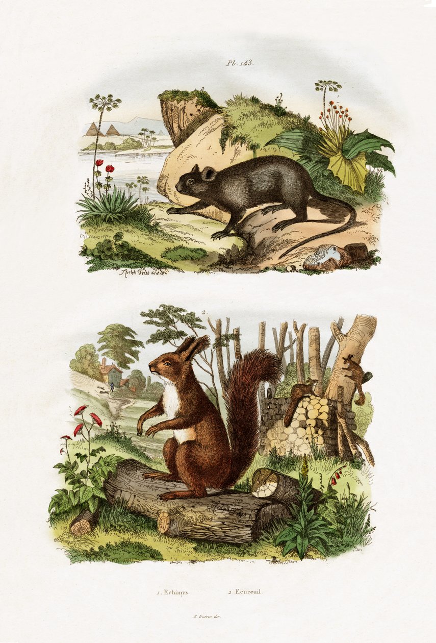 Rato da Árvore, 1833-39 de French School