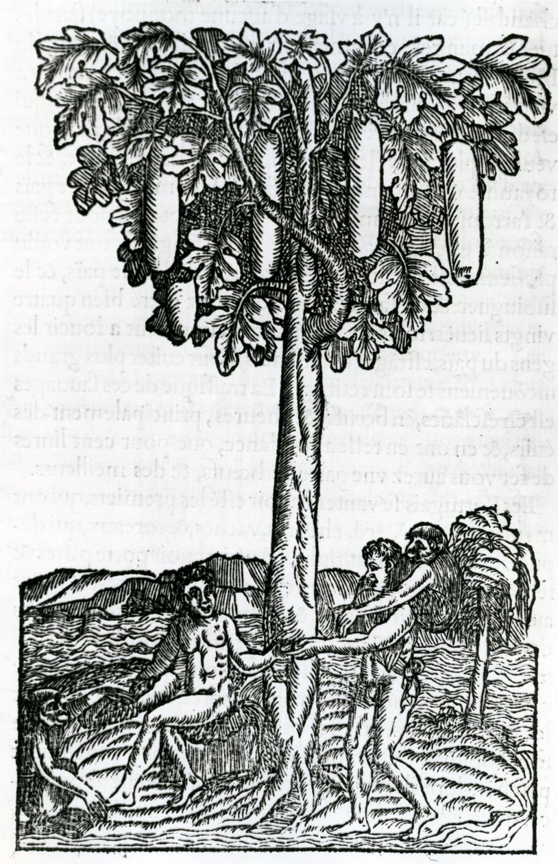 Colheita de árvores, ilustração de Singularities of France Antarctique, por Andre de Thevet, 1558 de French School