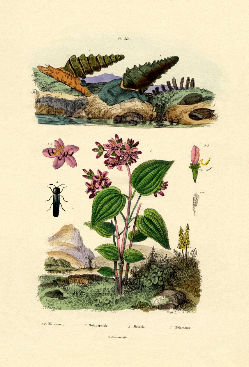 Caracol de trombeta, 1833-39 de French School