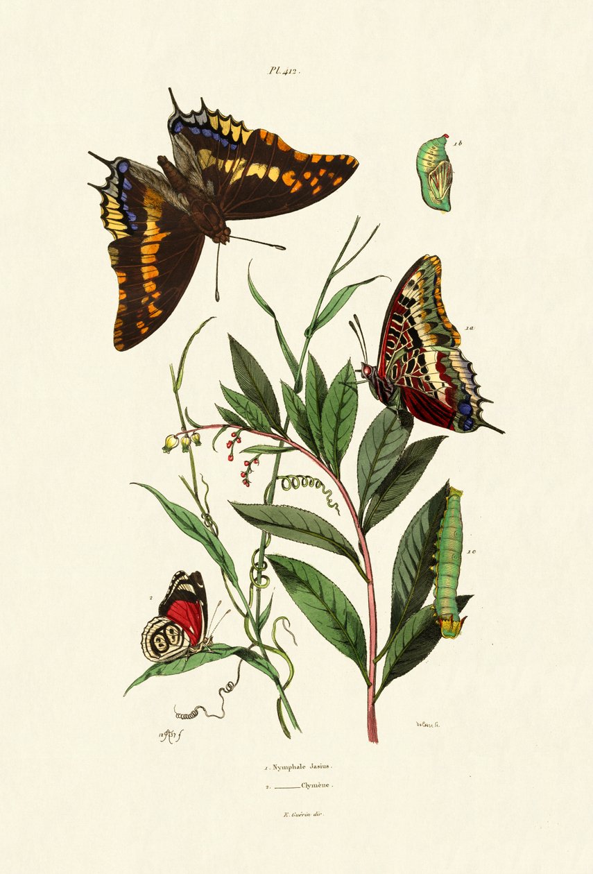 Pasha bicaudal, 1833-39 de French School