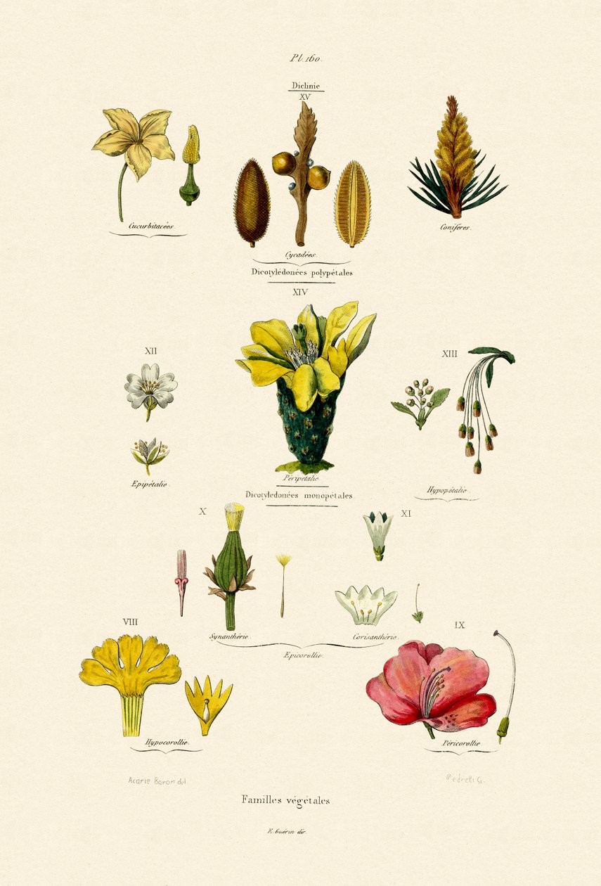 Famílias Vegetais, 1833-39 de French School