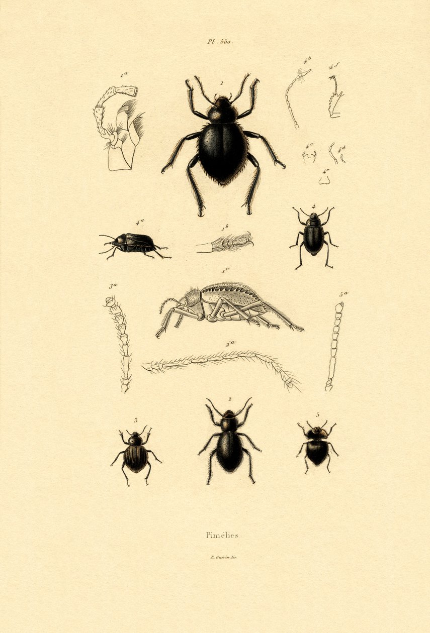 Besouros De Casca Aveludados, 1833-39 de French School