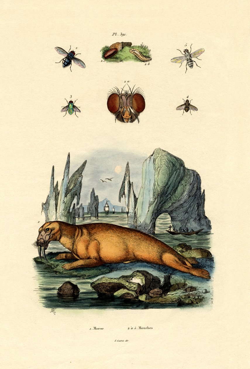 Morsa, 1833-39 de French School