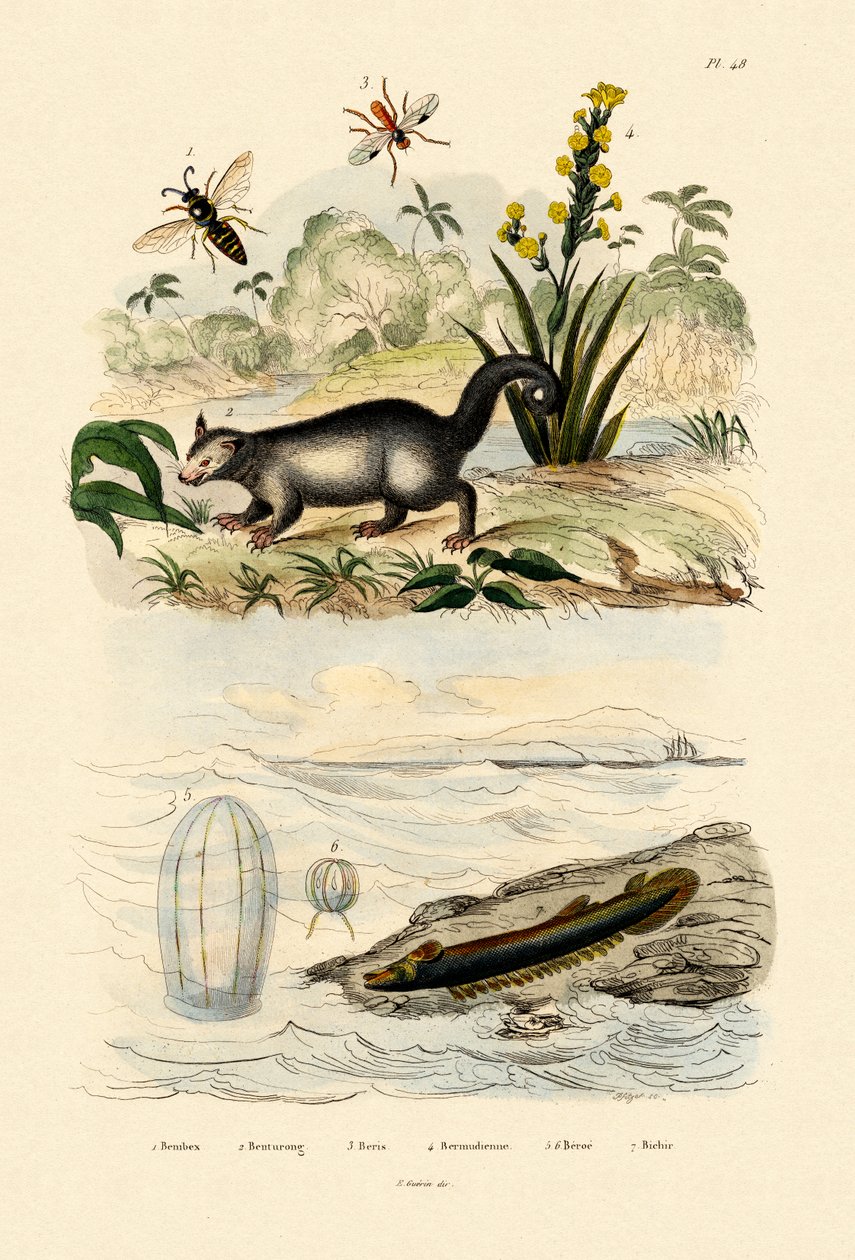 Vespa, 1833-39 de French School