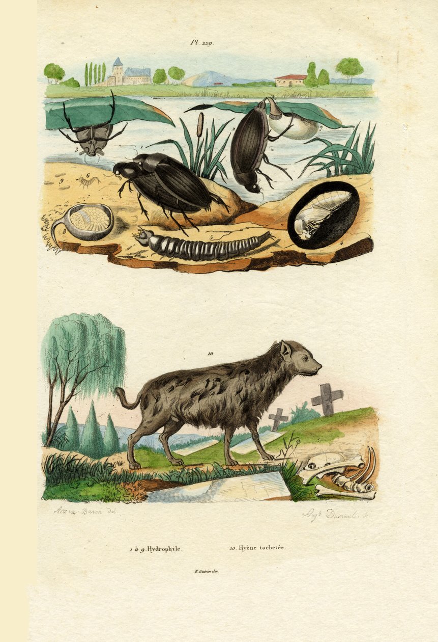 Besouros de água, 1833-39 de French School