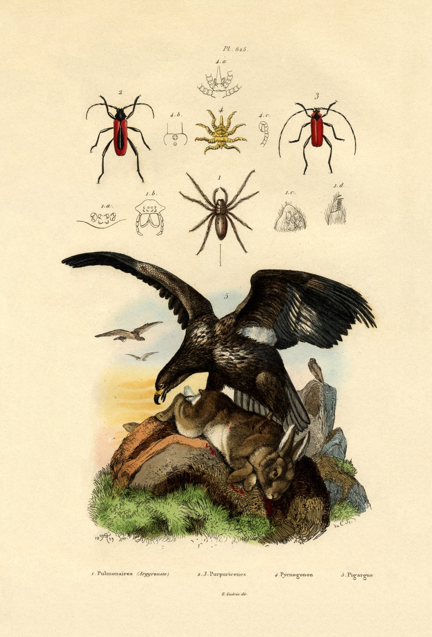 Aranha da Água, 1833-39 de French School