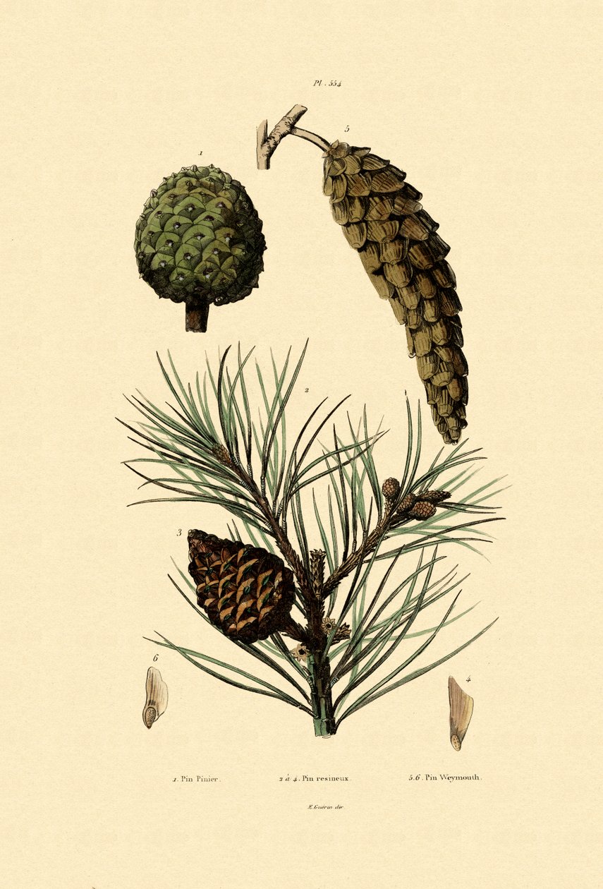 Pinho de Weymouth, 1833-39 de French School