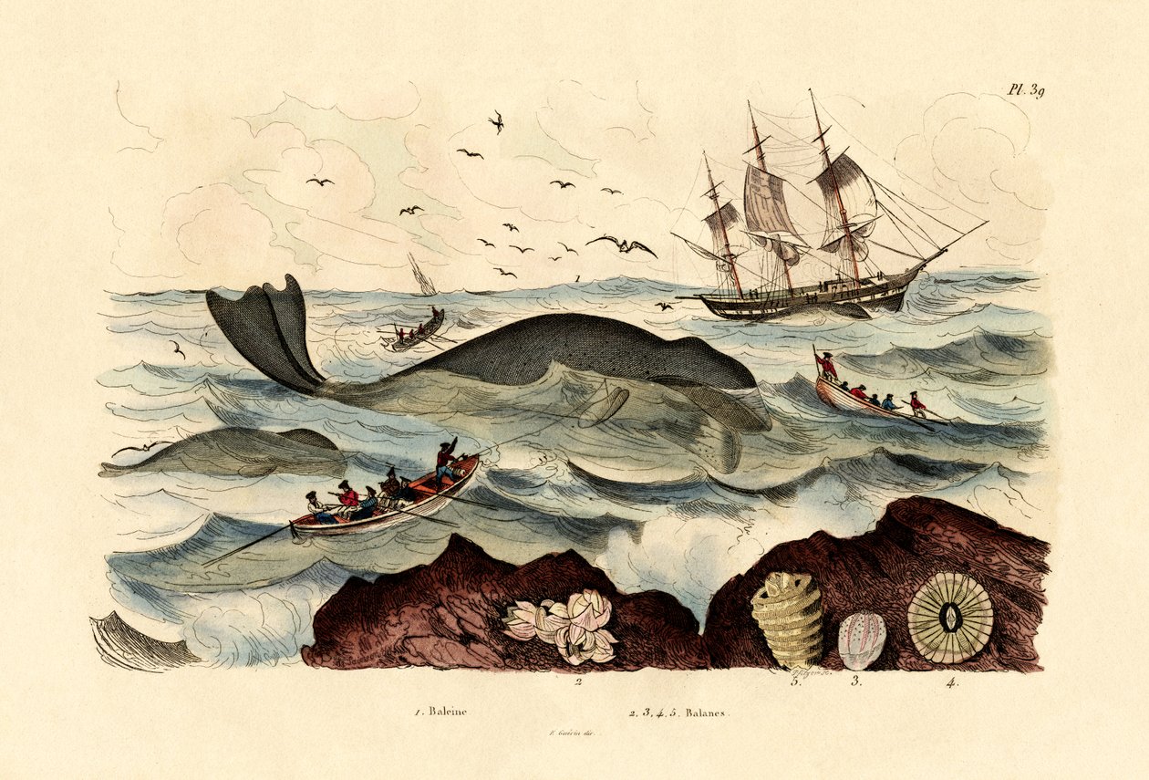 Baleia, 1833-39 de French School