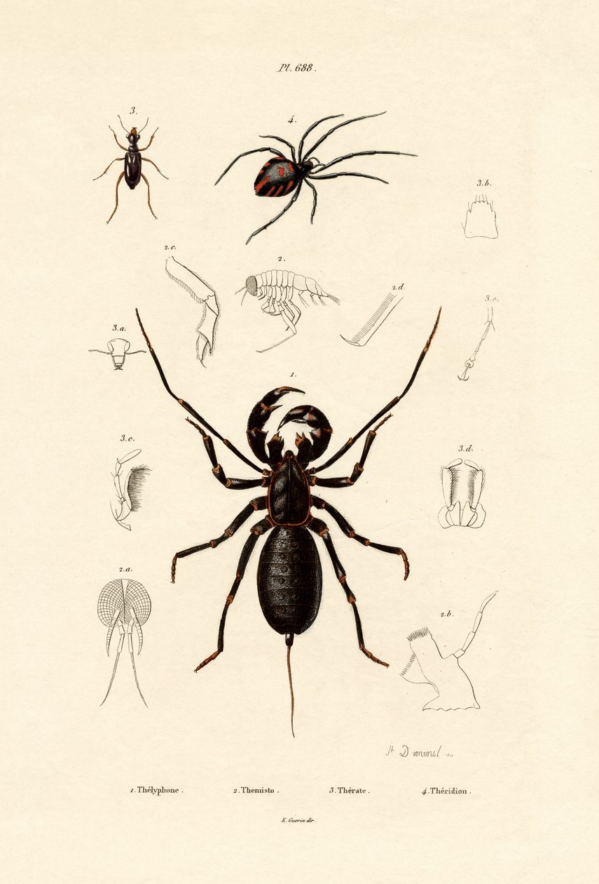 Escorpião do chicote, 1833-39 de French School