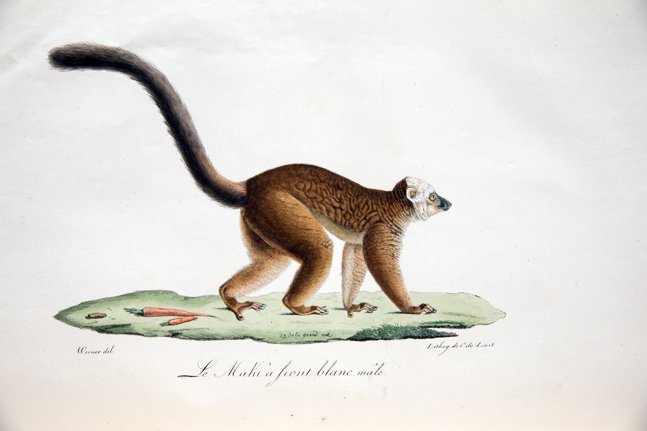 Lêmure de cabeça branca, de Natural History of Mammals, com figuras originais, de Étienne Geoffroy Saint-Hilaire e Frédéric Cuvier, 1824-1842 de French School