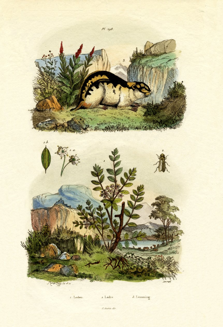 Alecrim Selvagem, 1833-39 de French School