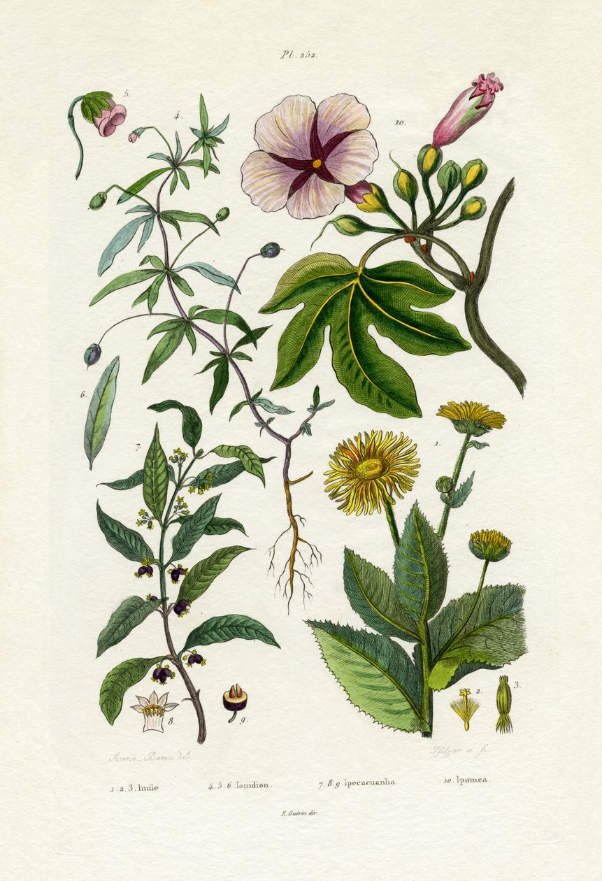 Girassol Selvagem, 1833-39 de French School