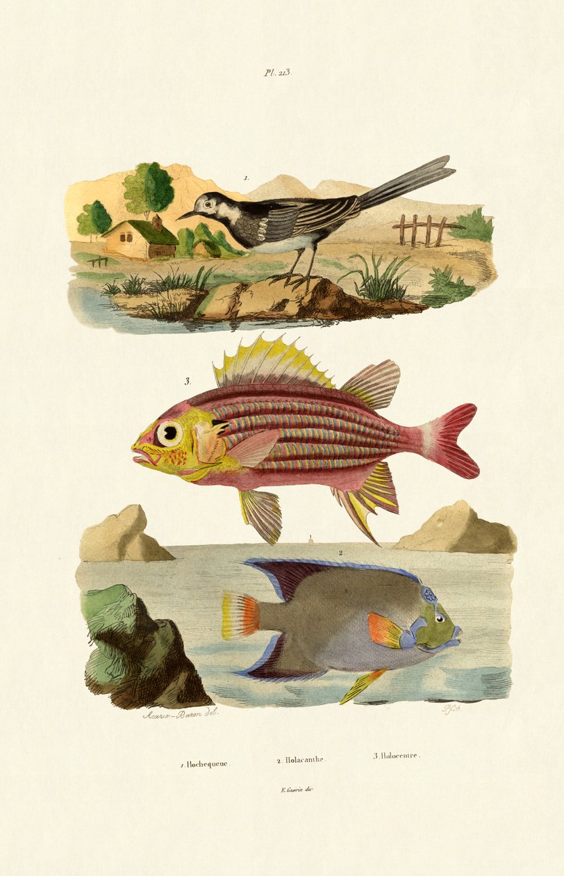 Willy Wagtail, 1833-39 de French School
