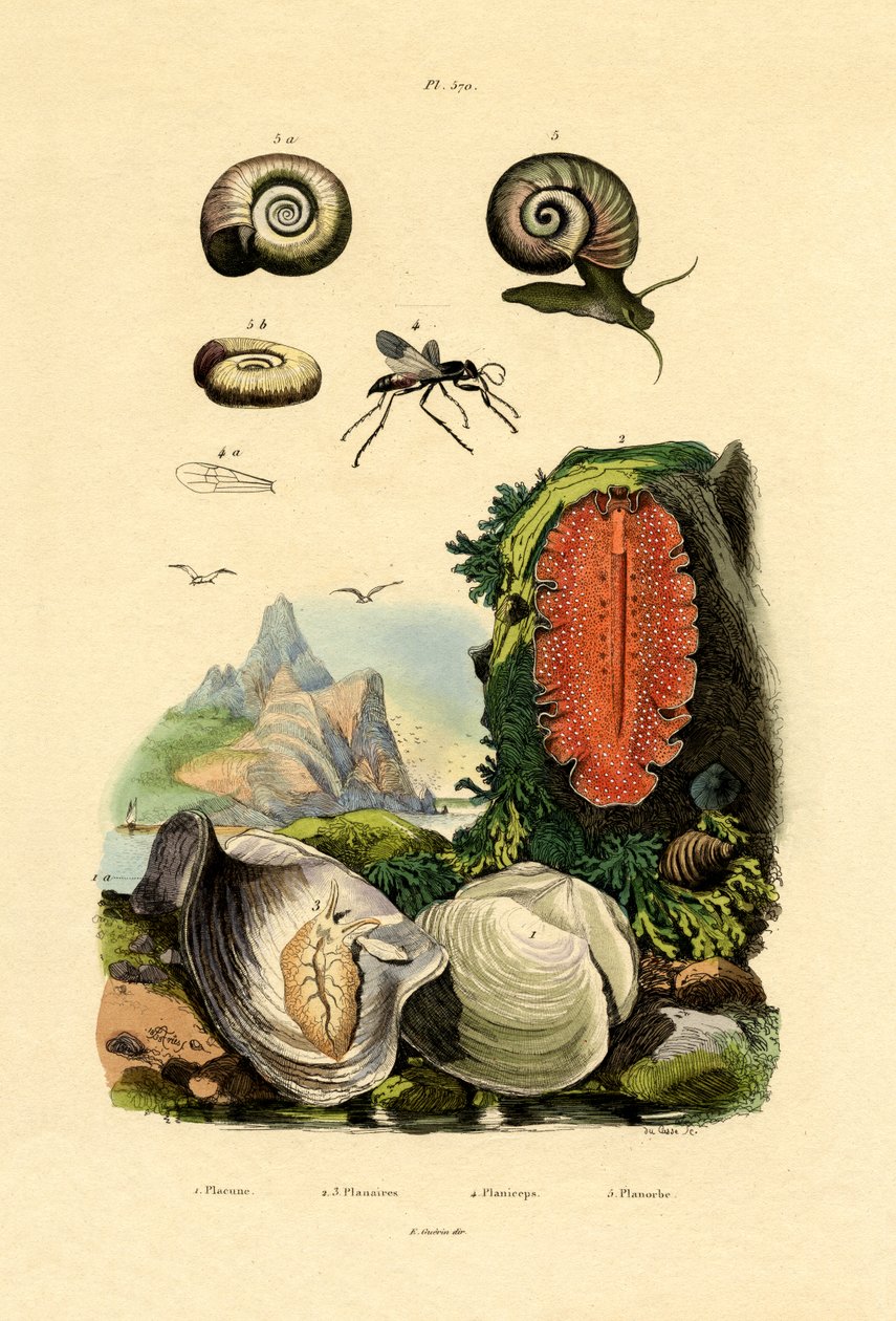 Escudo de painel de janela, 1833-39 de French School