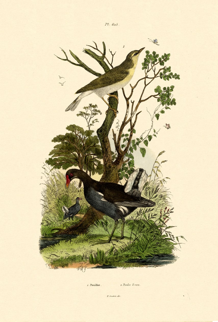 Toutinegra de madeira, 1833-39 de French School