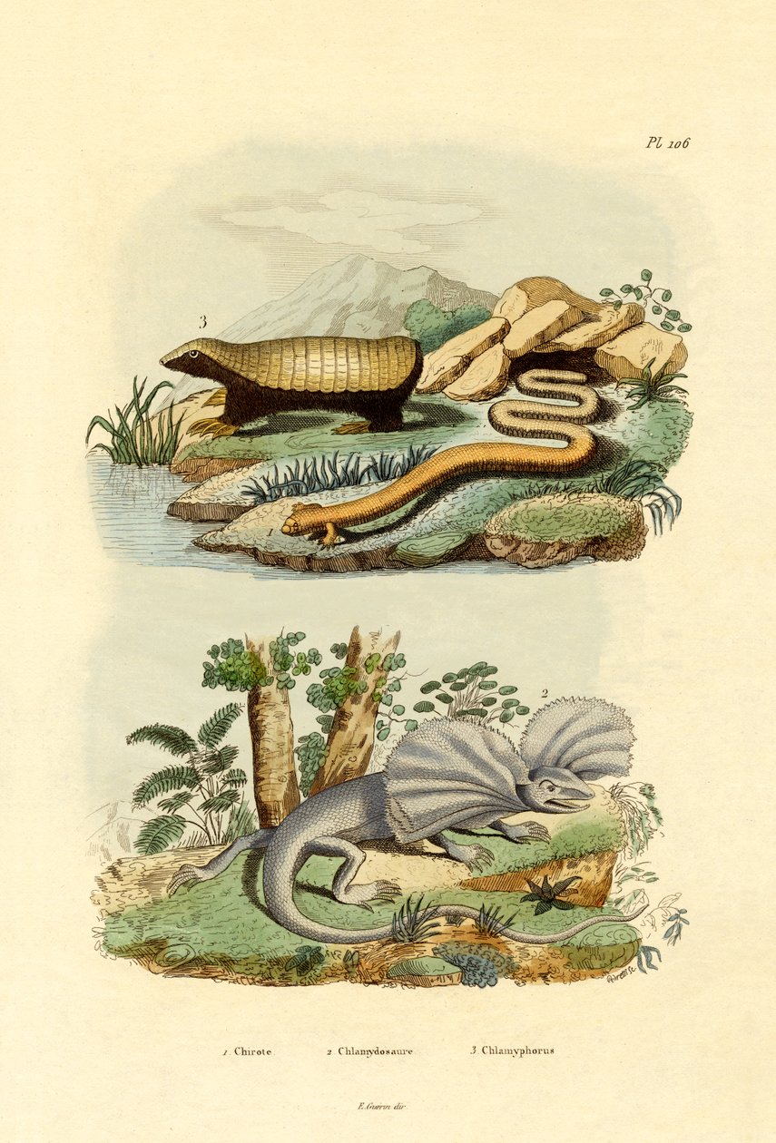 Lagarto de verme, 1833-39 de French School