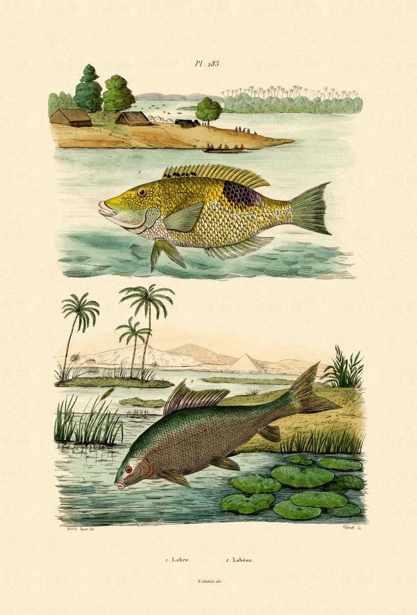 Wrasse, 1833-39 de French School