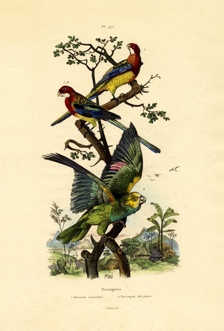Papagaio-de-cabeça-amarela, 1833-39 de French School