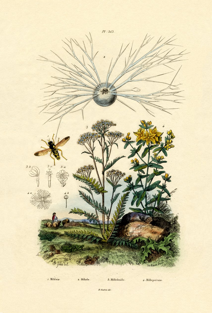 Mosca de Hoover do Yellowjacket, 1833-39 de French School