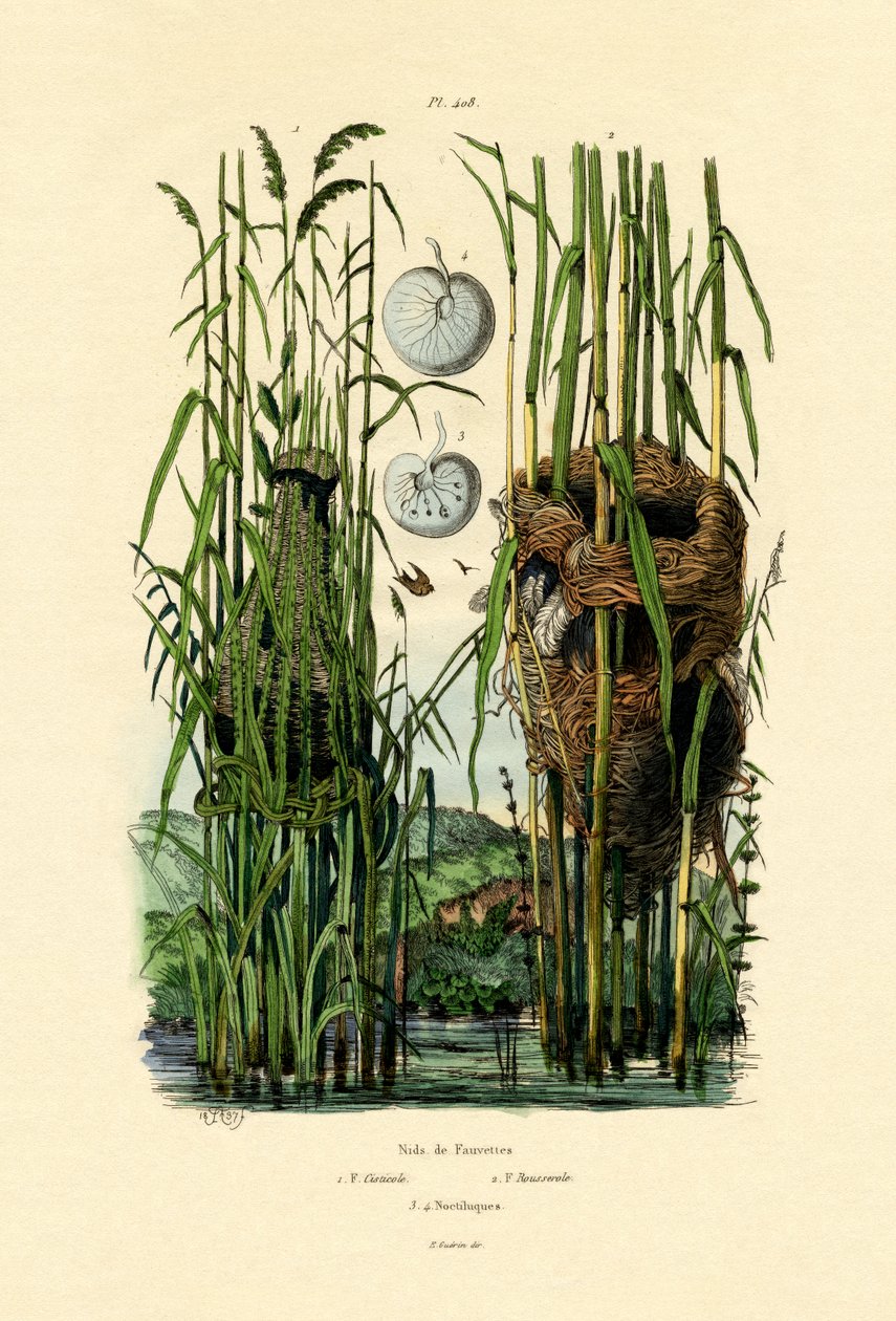Sessão de Cisticola, 1833-39 de French School