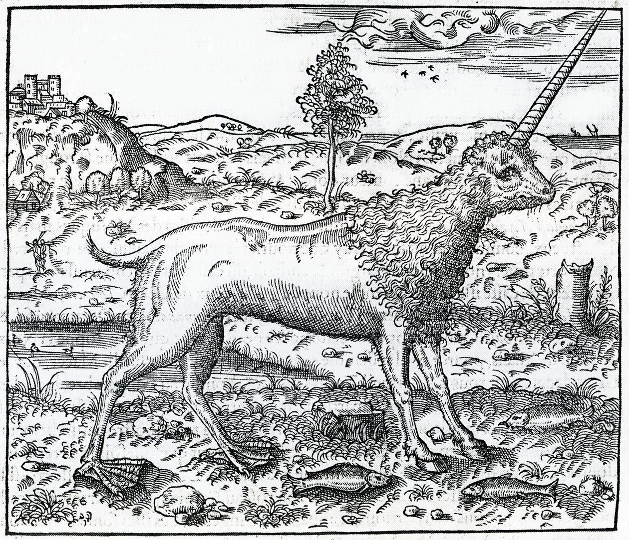 um Unicórnio de Campchurch, ilustração de "La Cosmographie universelle" de Andre Thevet, 1575 de French School