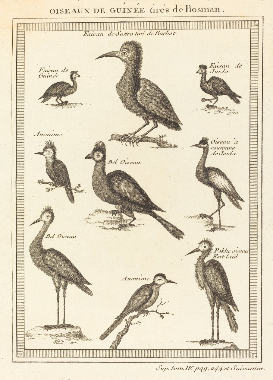 Aves da Guiné tiradas de bosman de French 18th Century