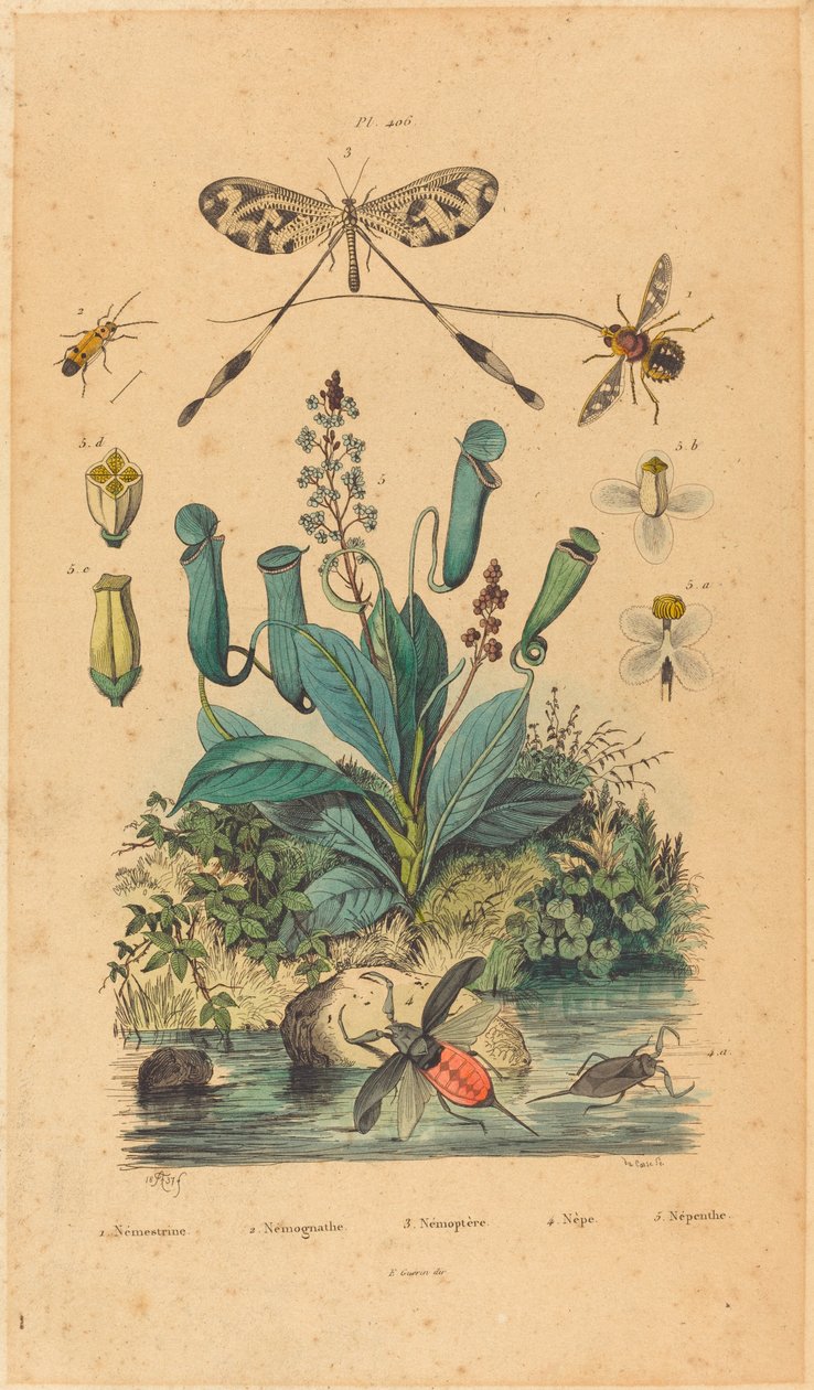 insetos e flores de French 19th Century