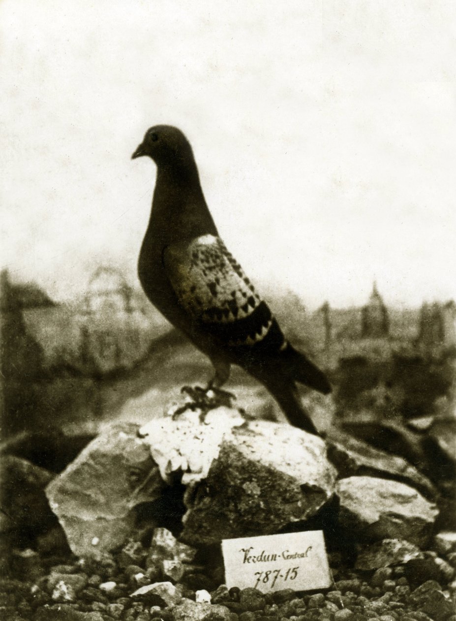 Animais durante a Primeira Guerra Mundial 1914-1918: O famoso pombo Vaillant Vaillant de French Photographer